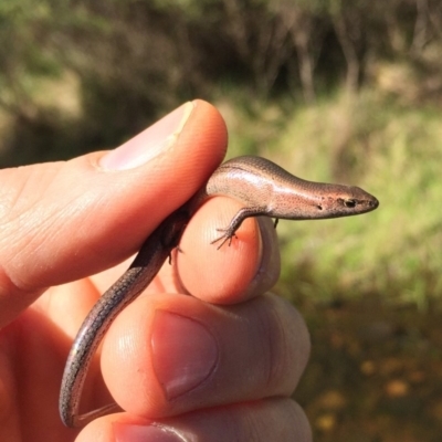 Lampropholis delicata (Delicate Skink) at Rendezvous Creek, ACT - 15 Nov 2019 by AndrewCB