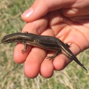 Pseudemoia pagenstecheri at Rendezvous Creek, ACT - 16 Nov 2019 12:14 PM