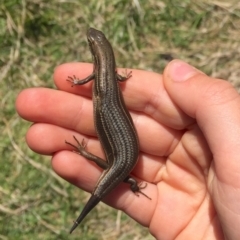 Pseudemoia pagenstecheri at Rendezvous Creek, ACT - 16 Nov 2019 12:14 PM