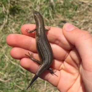 Pseudemoia pagenstecheri at Rendezvous Creek, ACT - 16 Nov 2019