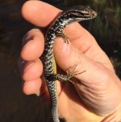 Eulamprus heatwolei (Yellow-bellied Water Skink) at Rendezvous Creek, ACT - 16 Nov 2019 by AndrewCB