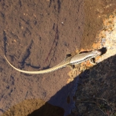 Eulamprus heatwolei at Rendezvous Creek, ACT - 16 Nov 2019 09:03 AM