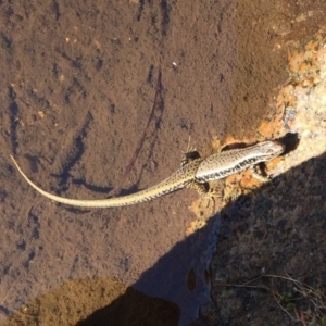 Eulamprus heatwolei at Rendezvous Creek, ACT - 16 Nov 2019 09:03 AM