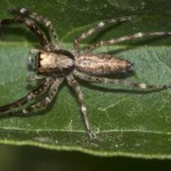 Helpis minitabunda (Threatening jumping spider) at Higgins, ACT - 16 Nov 2019 by AlisonMilton