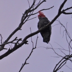 Callocephalon fimbriatum (Gang-gang Cockatoo) at Hughes, ACT - 14 Nov 2019 by JackyF