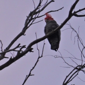 Callocephalon fimbriatum at Hughes, ACT - suppressed