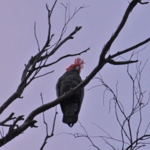 Callocephalon fimbriatum at Hughes, ACT - suppressed