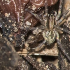 Unidentified Other hunting spider at Higgins, ACT - 16 Nov 2019 by AlisonMilton