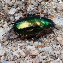 Repsimus manicatus montanus (Green nail beetle) at Tennent, ACT - 17 Nov 2019 by HarveyPerkins