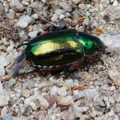 Repsimus manicatus montanus (Green nail beetle) at Tennent, ACT - 17 Nov 2019 by HarveyPerkins