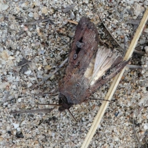 Agrotis infusa at Tennent, ACT - 17 Nov 2019