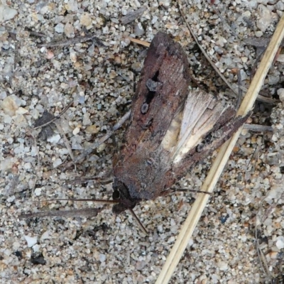 Agrotis infusa (Bogong Moth, Common Cutworm) at Tennent, ACT - 17 Nov 2019 by HarveyPerkins