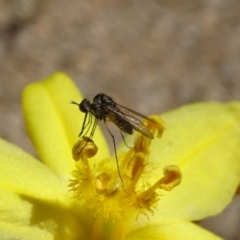 Geron sp. (genus) (Slender Bee Fly) at Acton, ACT - 17 Nov 2019 by JanetRussell