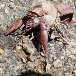 Cherax destructor at Tennent, ACT - 17 Nov 2019 02:43 PM