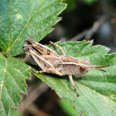 Phaulacridium vittatum at Tennent, ACT - 17 Nov 2019 02:29 PM