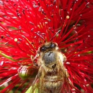 Apis mellifera at Acton, ACT - 17 Nov 2019