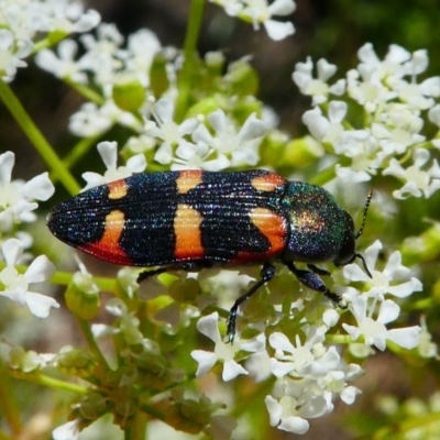 Castiarina sexplagiata (Jewel beetle) at Tennent, ACT - 17 Nov 2019 by HarveyPerkins