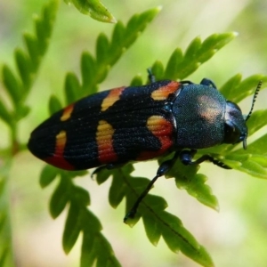 Castiarina sexplagiata at Tennent, ACT - 17 Nov 2019 02:02 PM