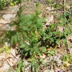 Potentilla recta at Uriarra Village, ACT - 16 Nov 2019