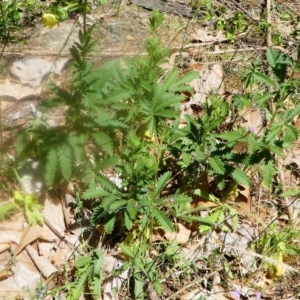 Potentilla recta at Uriarra Village, ACT - 16 Nov 2019