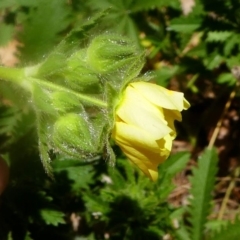 Potentilla recta at Uriarra Village, ACT - 16 Nov 2019