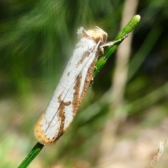 Philobota cretacea (A concealer moth) at Uriarra Village, ACT - 16 Nov 2019 by HarveyPerkins