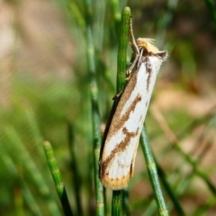 Philobota cretacea at Uriarra Village, ACT - 16 Nov 2019 02:25 PM