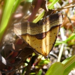 Anachloris subochraria (Golden Grass Carpet) at Cotter Reservoir - 16 Nov 2019 by HarveyPerkins