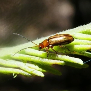 Monolepta sp. (genus) at Paddys River, ACT - 16 Nov 2019