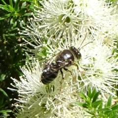 Bembix sp. (genus) (Unidentified Bembix sand wasp) at Hackett, ACT - 17 Nov 2019 by JanetRussell