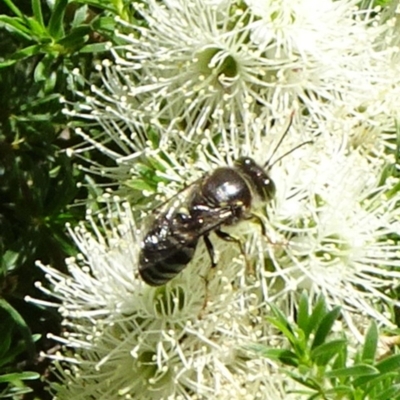 Bembix sp. (genus) (Unidentified Bembix sand wasp) at Hackett, ACT - 17 Nov 2019 by JanetRussell