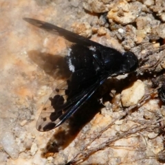 Anthrax sp. (genus) (Unidentified Anthrax bee fly) at Paddys River, ACT - 16 Nov 2019 by HarveyPerkins