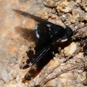 Anthrax sp. (genus) at Paddys River, ACT - 16 Nov 2019 01:00 PM