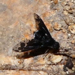 Anthrax sp. (genus) at Paddys River, ACT - 16 Nov 2019 01:00 PM