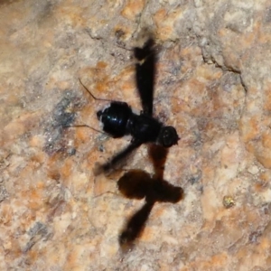 Anthrax sp. (genus) at Paddys River, ACT - 16 Nov 2019 01:00 PM