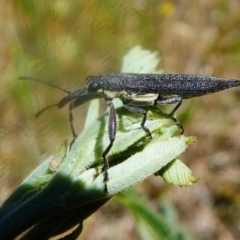 Rhinotia phoenicoptera at Paddys River, ACT - 16 Nov 2019