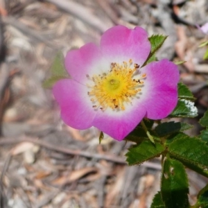 Rosa rubiginosa at Greenway, ACT - 16 Nov 2019