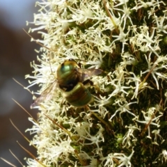 Xylocopa (Lestis) aerata (Golden-Green Carpenter Bee) at Acton, ACT - 17 Nov 2019 by AndyRussell