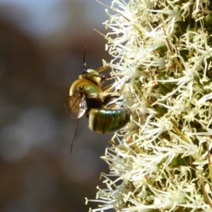 Xylocopa (Lestis) aerata at Acton, ACT - 17 Nov 2019