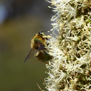 Xylocopa (Lestis) aerata at Acton, ACT - 17 Nov 2019