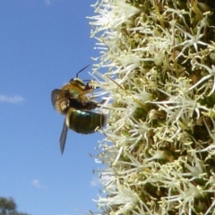 Xylocopa (Lestis) aerata at Acton, ACT - 17 Nov 2019