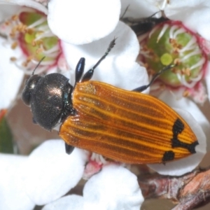 Castiarina balteata at Stromlo, ACT - 16 Nov 2019