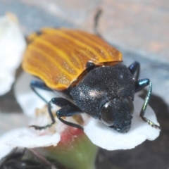 Castiarina balteata at Stromlo, ACT - 16 Nov 2019