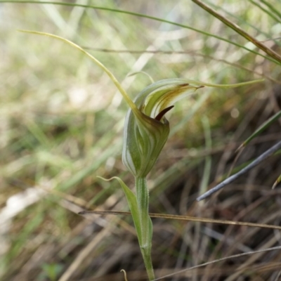 Diplodium laxum (Antelope greenhood) at P11 - 30 Mar 2014 by AaronClausen