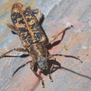 Pempsamacra dispersa at Cotter River, ACT - 17 Nov 2019