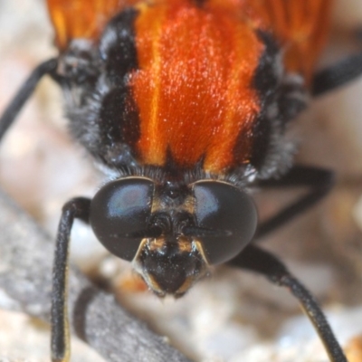 Pelecorhynchus fulvus (Orange cap-nosed fly) at Cotter River, ACT - 16 Nov 2019 by Harrisi