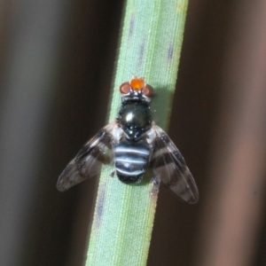 Lenophila achilles at Paddys River, ACT - 16 Nov 2019