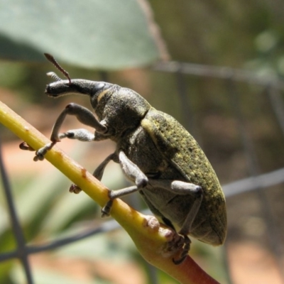 Larinus latus (Onopordum seed weevil) at ANBG - 16 Nov 2019 by TimL