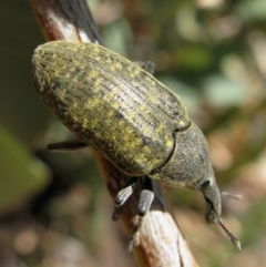 Larinus latus at Hackett, ACT - 16 Nov 2019