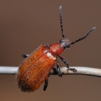 Ecnolagria grandis (Honeybrown beetle) at Hackett, ACT - 13 Nov 2019 by TimL
